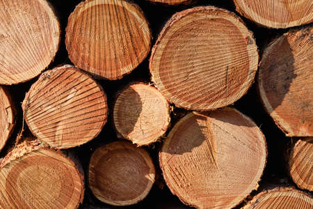 Chopped large wood log abstract detail backgroundの写真素材