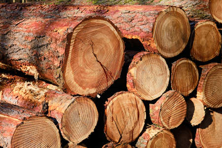 Chopped wood log pile detail in forestの写真素材