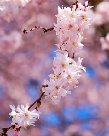Beautiful blooming sakura prunus serrulata tree close up detail in Springの写真素材