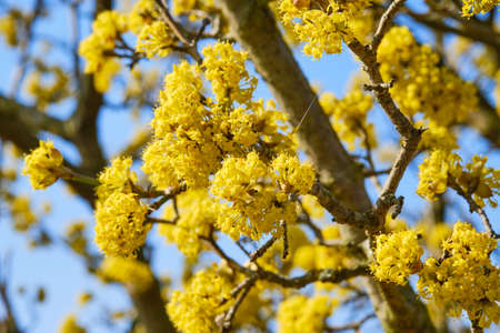 Beautiful blooming Cornelian cherry dogwood detail in Springの写真素材