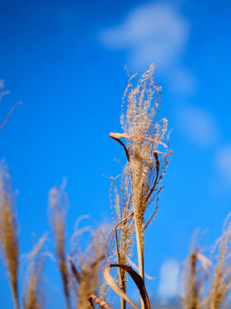 Beautiful miscanthus sinensis plant on blue skyの写真素材