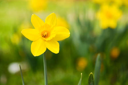 Beautiful blooming yellow narcissus flower detail in Springの写真素材