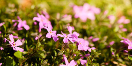 Beautiful blooming phlox flower shrub close up detail in Springの写真素材