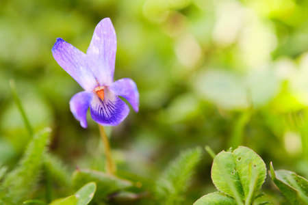 Beautiful blooming purple Viola Konigin Charlotte flower in grass in Springの写真素材