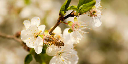 Bee pollinating prunurs cherry tree in Springの写真素材