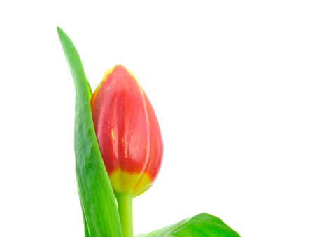 Beautiful blooming red tulip flower with green leaves isolated on white backgroundの写真素材