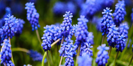 Beautiful blooming grape hyacinth plant in Springの写真素材
