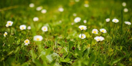 Beautiful blooming common daisy flowers on meadowの写真素材