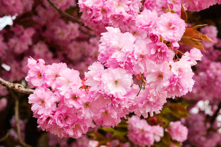 Beautiful blooming pink sakura tree close up detailの写真素材