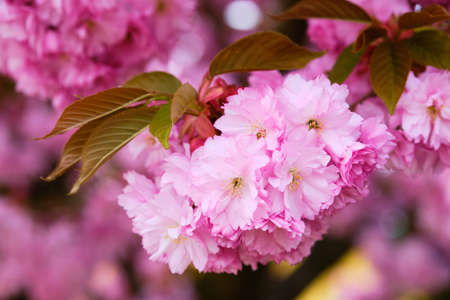 Beautiful blooming pink sakura tree close up detailの写真素材