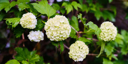 Beautiful blooming hydrangea plant close up in Springの写真素材