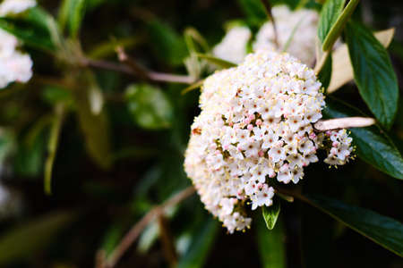Beautiful blooming Viburnum plant close up in Springの写真素材