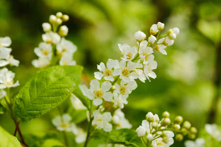 Beautiful blooming plant prunus padus close up detailの写真素材