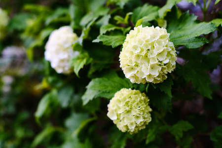 Beautiful blooming hydrangea plant close up in Springの写真素材