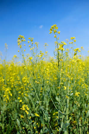 Blooming yellow rapeseed plant on fieldの写真素材
