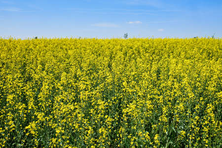 Yellow rapeseed field under blue skyの写真素材