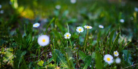 Blooming common daisy flowers in grass close upの写真素材