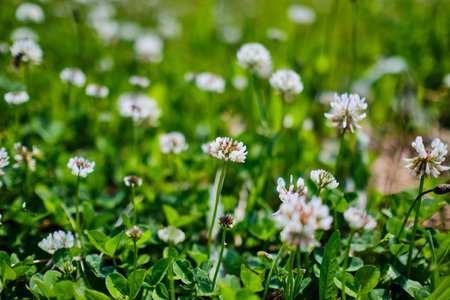 Beautiful blooming Trifolium repens clover flower close upの写真素材