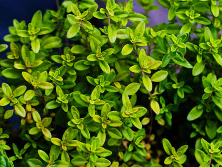 Green thyme plant with leaves top viewの写真素材