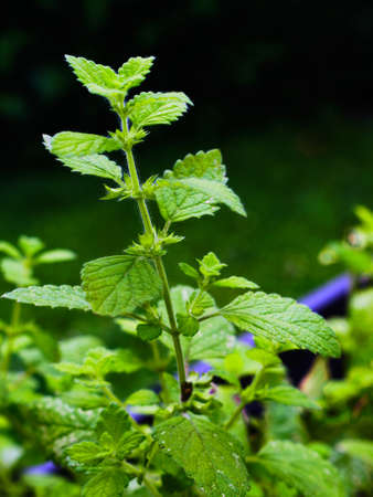 Green lemon balm herb plant with leaves outdoorsの写真素材