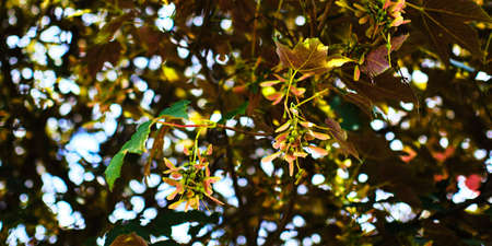 Maple tree close up detail in Summerの写真素材