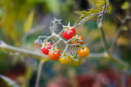 Fresh wild tomatoes on green plant in Summerの写真素材