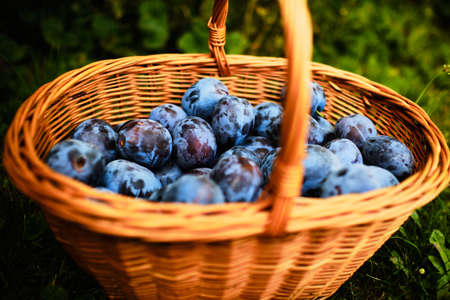 Fresh plum fruit in basket in Summerの写真素材