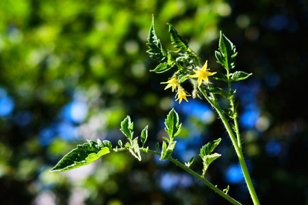 Yellow blooming tomato plant outdoors in Springの写真素材