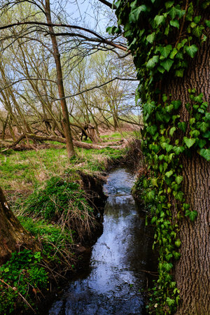 Brook in forest at the edge of Prague in Springの写真素材