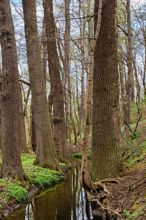 Brook in forest at the edge of Prague in Springの写真素材