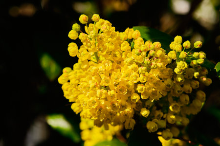 Beautiful blooming yellow mahonia aquifolium plant in Springの写真素材