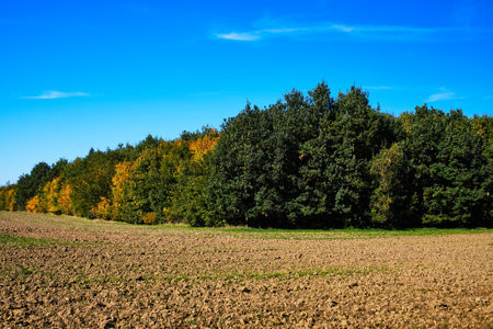 Field and trees under blue sky in Autumnの写真素材