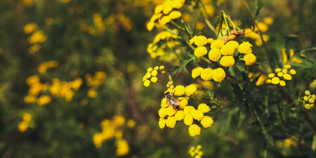 Bee pollinating yellow lTanacetum vulgare flower in Summerの写真素材