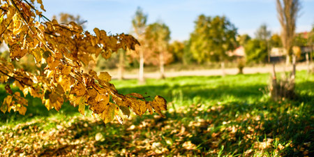 Tree branch with colored leaves in Autumnの写真素材