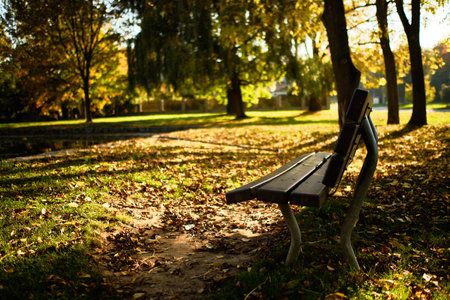 Bench surrounded by fallen leaves in Autumnの写真素材