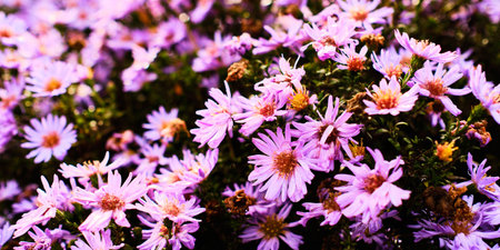 Beautiful blooming syphyotrichum flowers close up detail in Autumnの写真素材
