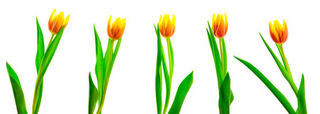 Beautiful tulip flower collection isolated on white backgroundの写真素材