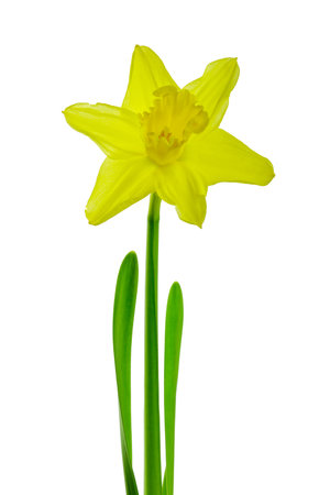 Beautiful blooming yellow narcissus flower isolated on white backgroundの写真素材