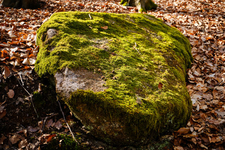 Green moss on big rock in early Springの写真素材