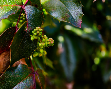Mahonia aquifolium close up detail in Springの写真素材