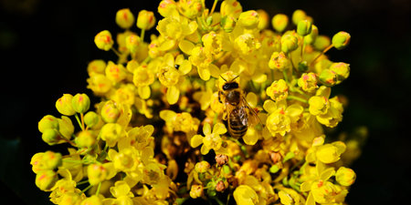 Bee insect pollinating yellow blooms of Mahonia Aquifolium detail