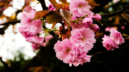 Beautiful blooming sakura tree close up detail in Springの写真素材