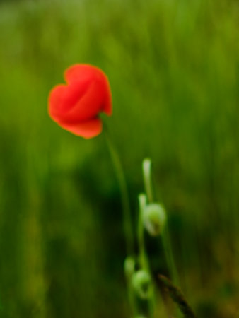 Blurred view on red poppy flower in Spring abstractの写真素材