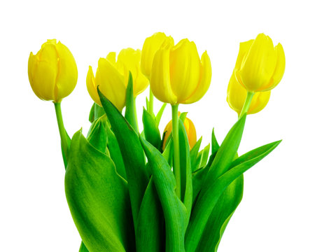 Beautiful blooming yellow tulip flowers isolated on white backgroundの写真素材