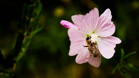 Bee insect pollinating pink flower macro detailの写真素材
