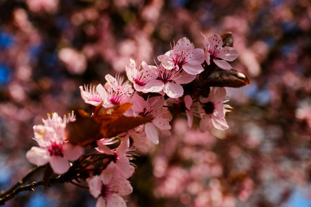 Beautiful blooming cherry plum close up detailの写真素材