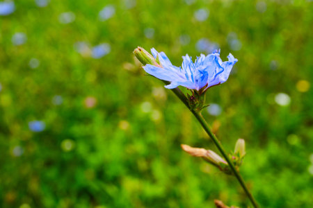 Beautiful blooming chicory flower close up detail