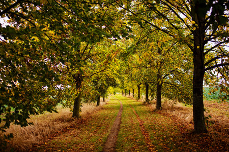 Path covered by fallen leaves surrounded by trees in Central Bohemia in Autumnの写真素材