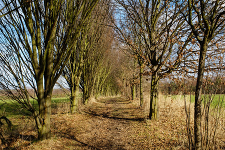 Footpath surrounded by trees in early Springの写真素材