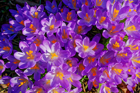 Crocus flowers in flowerbed top view in early Springの写真素材